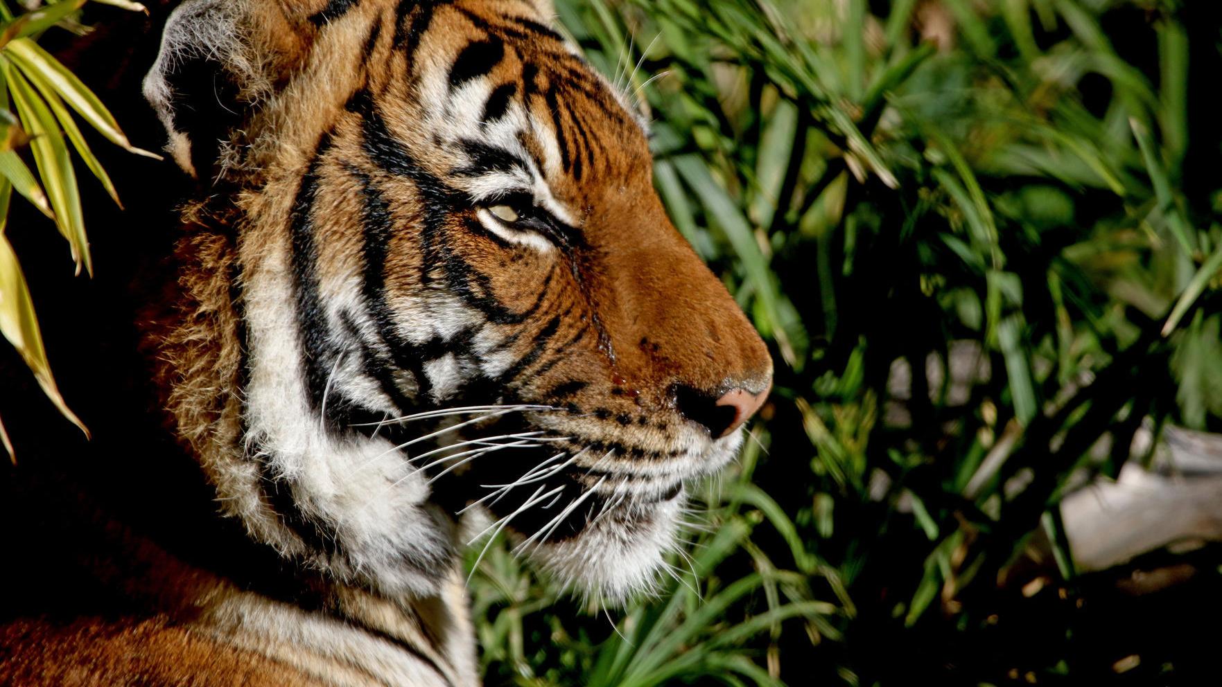 Photos: 11 animals you can see at the Reid Park Zoo